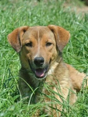 Adopter Merlin