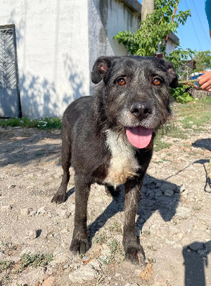 Adopter Merlin