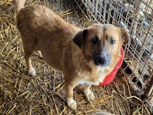 Adopter Merry
