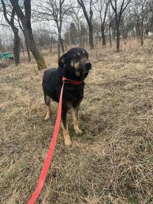 Adopter Merry