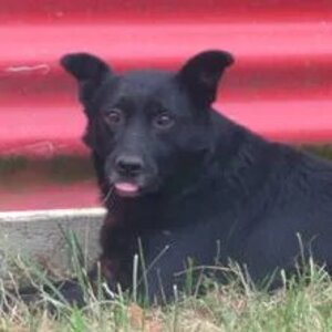 Adopter Mexique