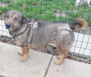 Adopter Middleton