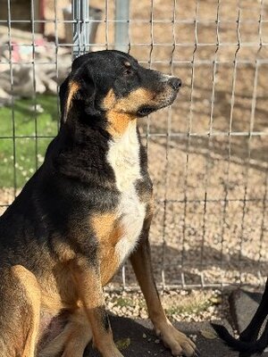Adopter Mila