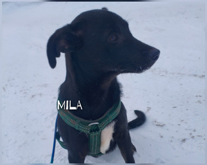 Adopter Mila