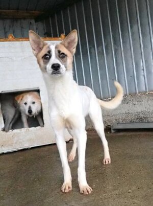 Adopter Milen