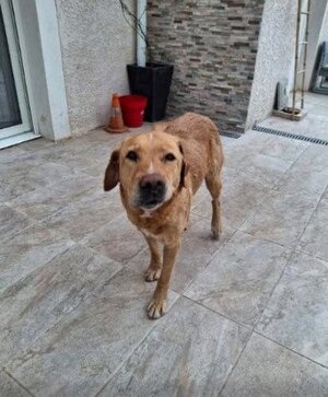 Adopter Milka