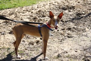 Adopter Milky