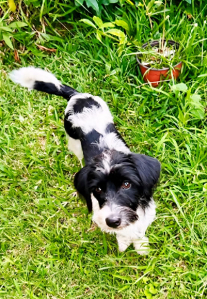 Adopter Milou