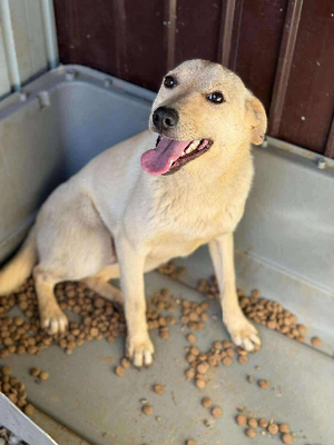 Adopter Mimi