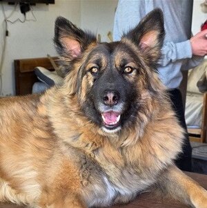 Adopter Minnie