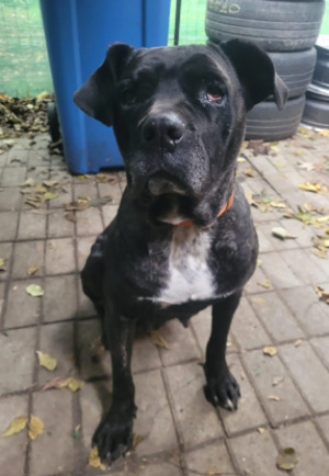 Adopter Mira