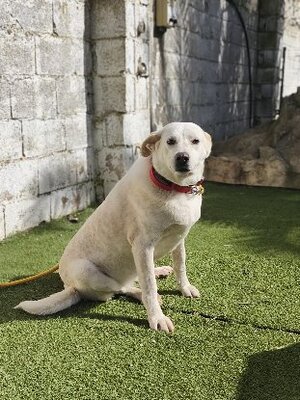 Adopter Miranda