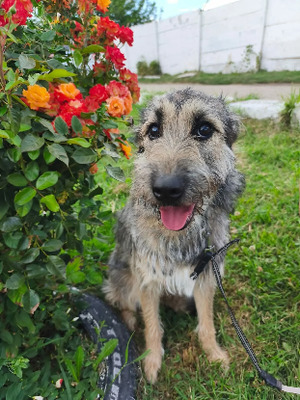 Adopter Mirimah