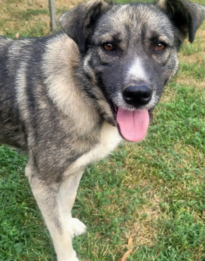 Adopter Misti