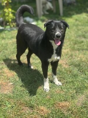 Adopter Mistral
