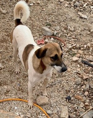 Adopter Mobi