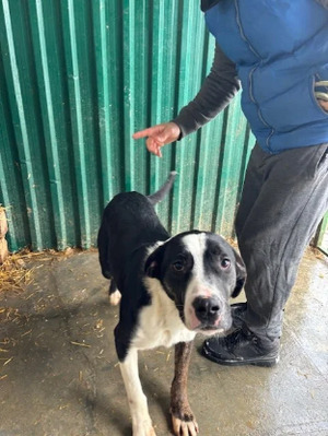 Adopter Mojo