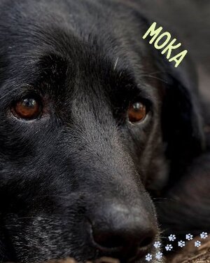 Adopter Moka