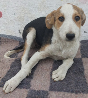 Adopter Molly
