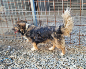 Adopter Mommo