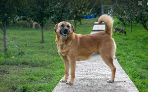 Adopter Mona