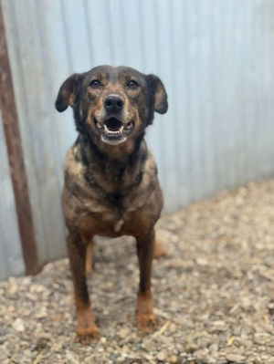 Adopter Monica