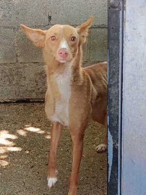 Adopter Montaga