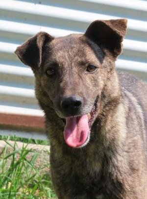Adopter Montana