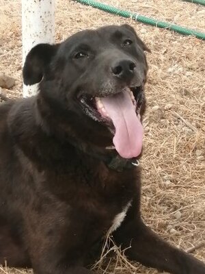 Adopter Mora