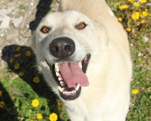 Adopter Morango