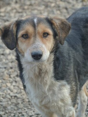 Adopter Morwen