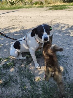 Adopter Mottya
