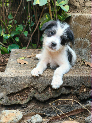 Adopter Moufia