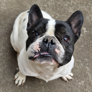 Adopter Mozzy