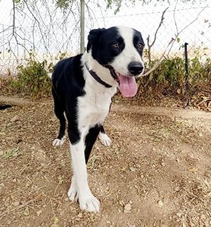 Adopter Mufasa