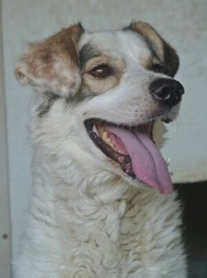 Adopter Murano
