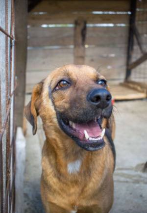 Adopter Murray