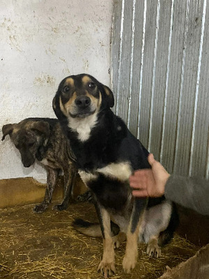 Adopter Mushu