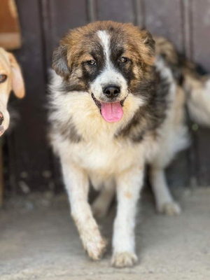 Adopter Mylou