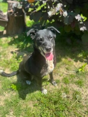 Adopter Mysty