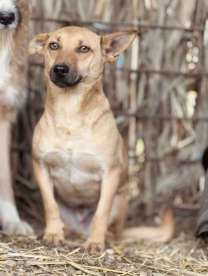 Adopter Nacho