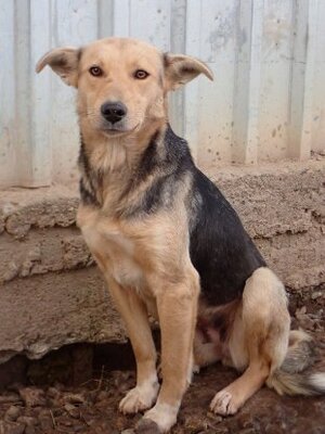 Adopter Najua