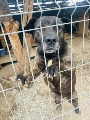 Adopter Nala