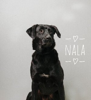Adopter Nala