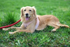 Adopter Nala