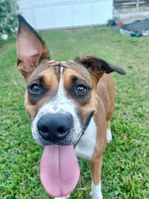 Adopter Nami