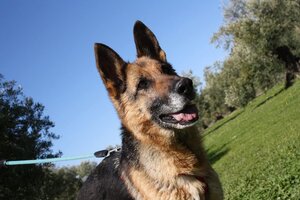 Adopter Nancy