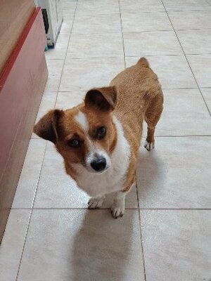 Adopter Nani