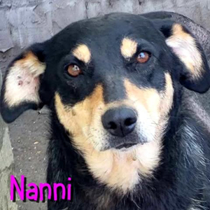 Adopter Nanni