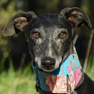 Adopter Naomi